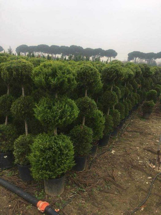 Vând tuia și brazi, mesteacăn, tei, platan, livrare în toată tara