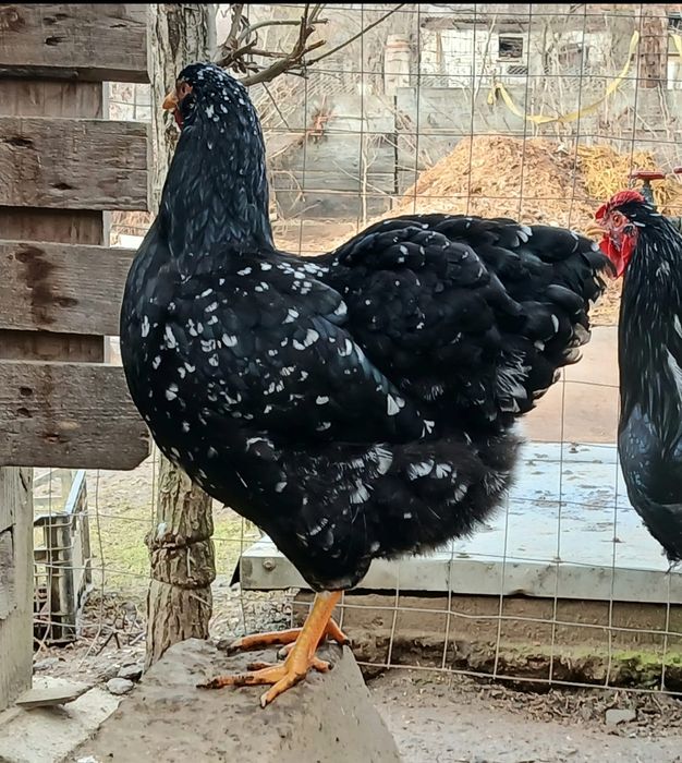 Oua incubat wyandotte bobat