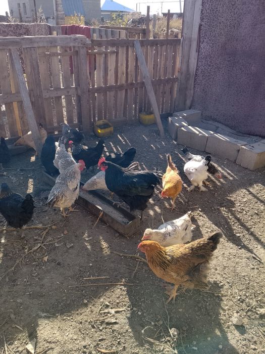Продам кур петухов