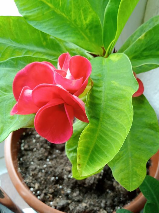 Продаю комнатные растения