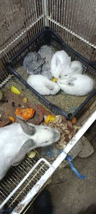 Продам молодых кроликов