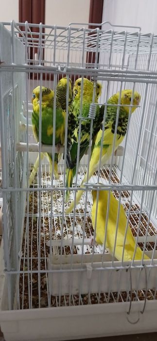 Папугай валнистый