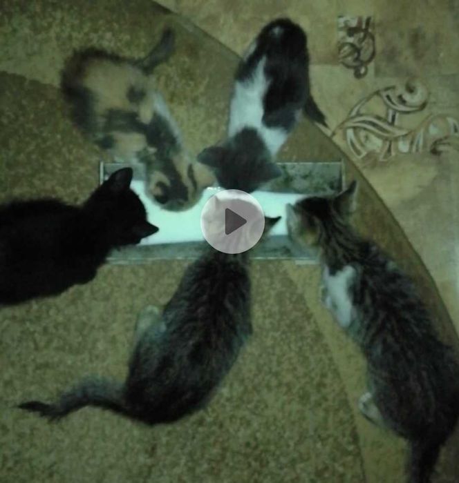 Pisici. 5 pisicute. Adoptie