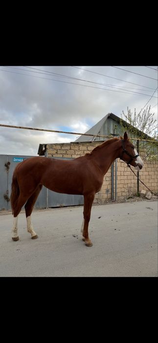 Продется лошадь