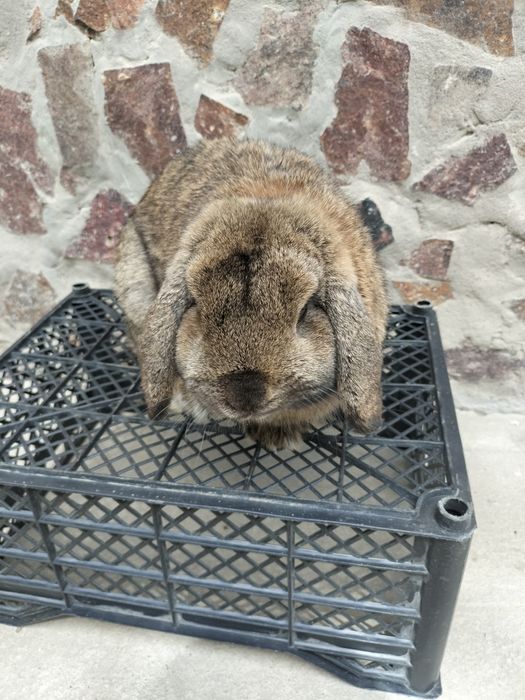 Karlik baran quyoni sotiladi