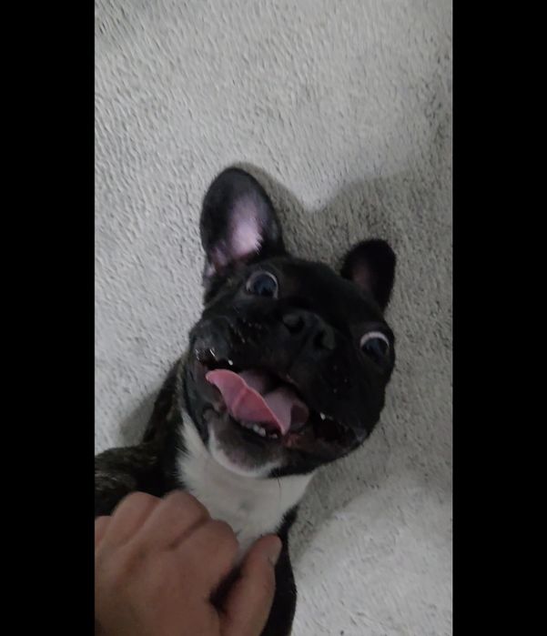 Французский бульдог на вязку