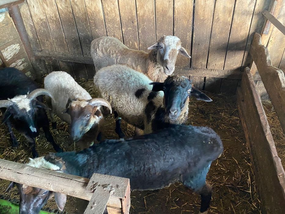 Бараны на откорме