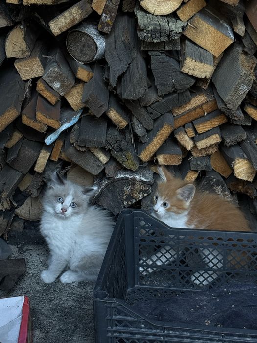 Отдам котят в добрые руки
