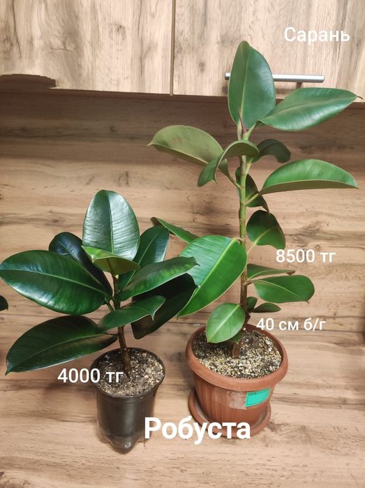 Фикус разных цен и размеров