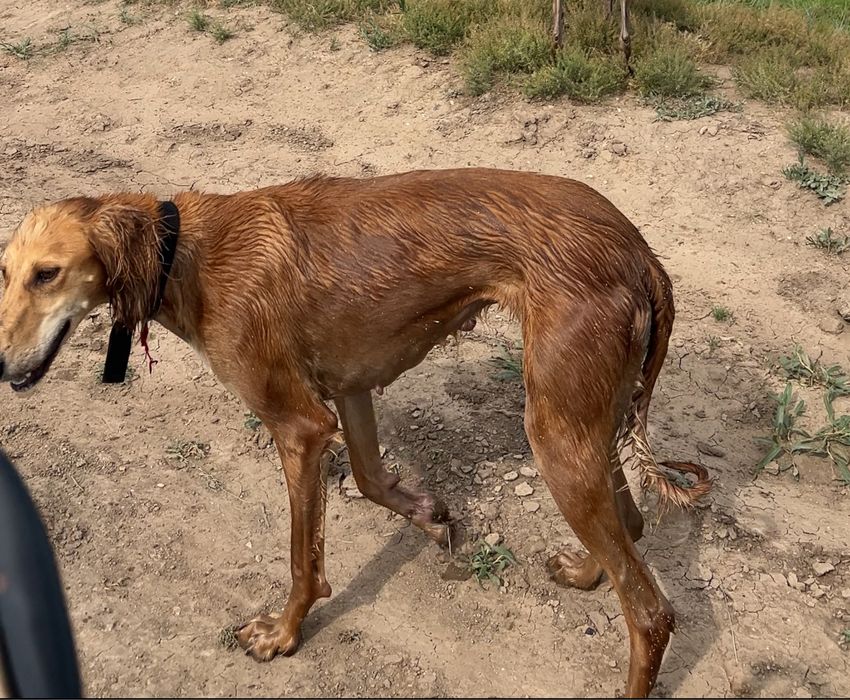 Тазы сатылады - тазы продается