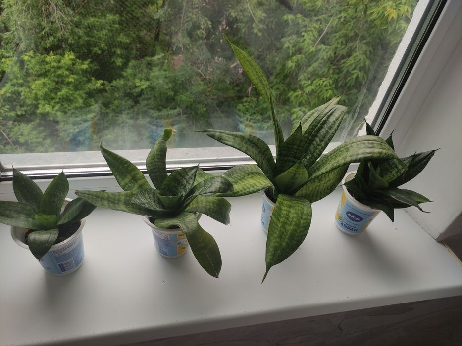 Сансевиерия (тёщин язык)