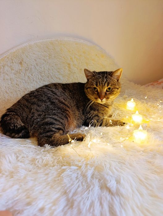 Котик американский боб тейл в добрые руки