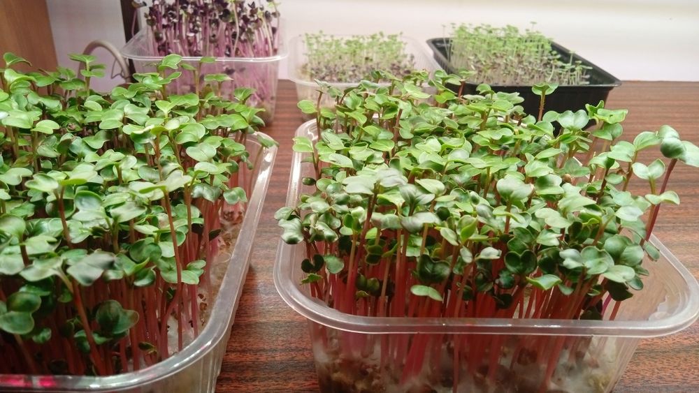 Бизнес микрозелень