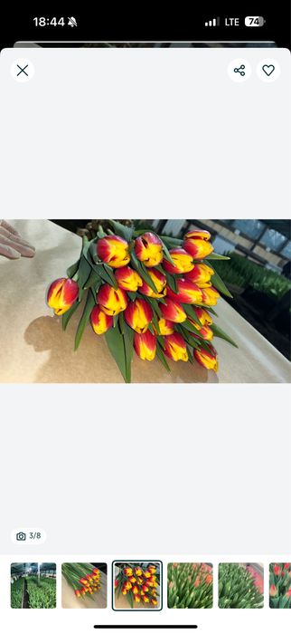 Голландские Тюльпаны оптом