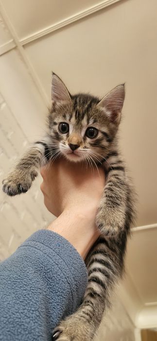 Мысықтар мысык кошки котяти