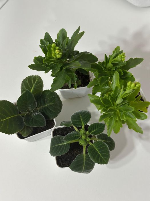 Продам комнатные цветы