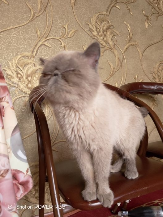 Продам экзотическую короткошёрстную кошку

Продаётся взрослая породист