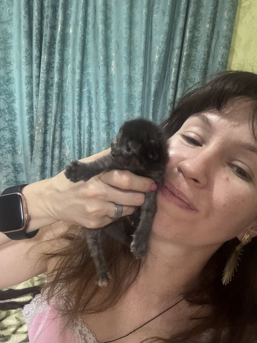 Котята сфинкс + сиамские