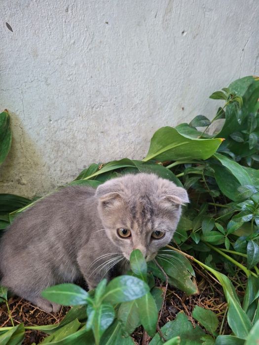 Котенок вислоухая девочка