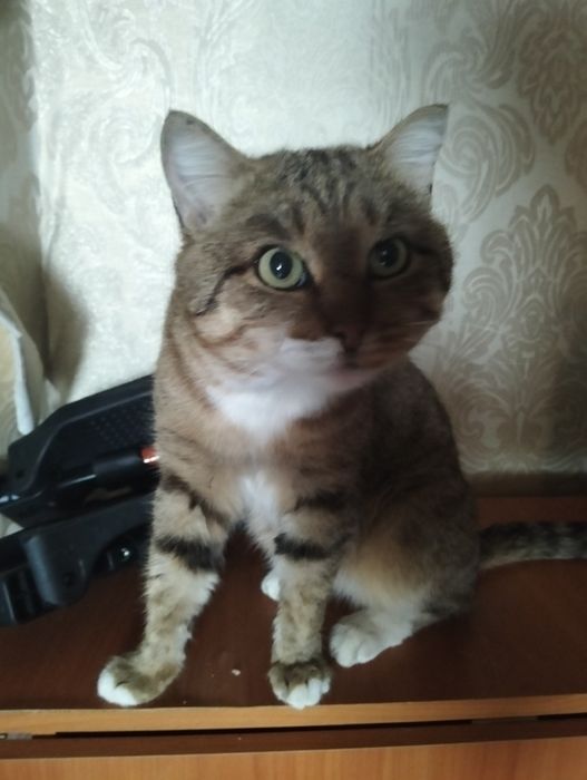 Отдаём котика в добрые руки