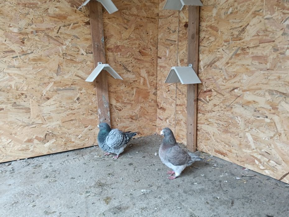 De vânzare trei perechi