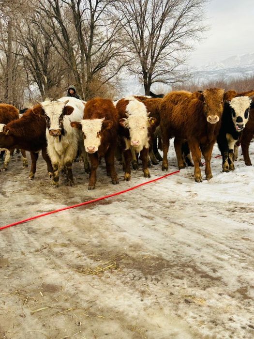 Продам породистых бычков в количестве 25 голов