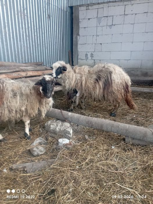 Vând 2 mioare cum se vede in poza