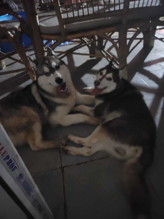 Мальчик чистокровный сегодня 2 месяца родился 14февраля