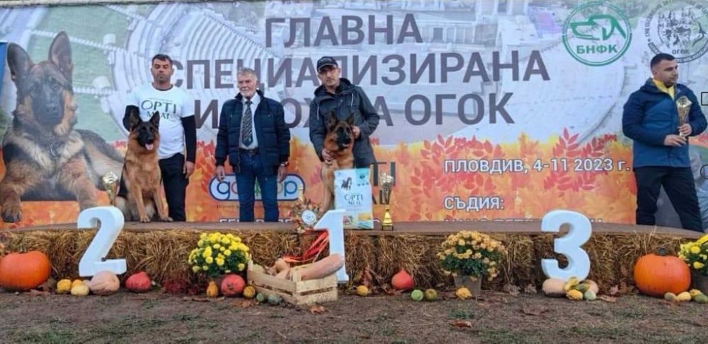 Немски овчарки с родословие.