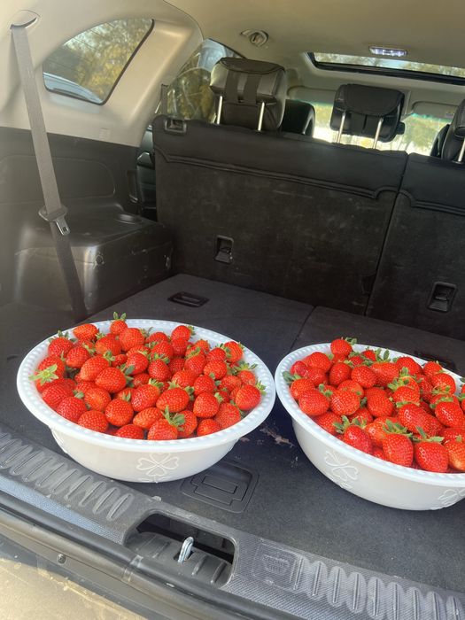 Klubnika Клубника Qulupnay OPTOM narx