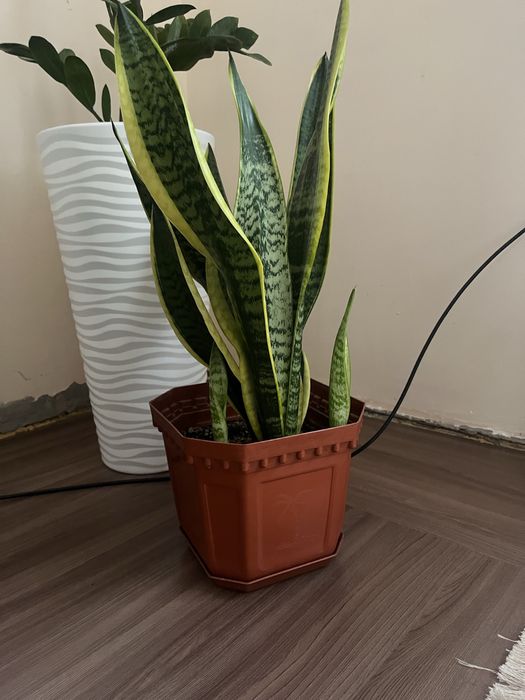 Цветы гулдер бар сатылатын