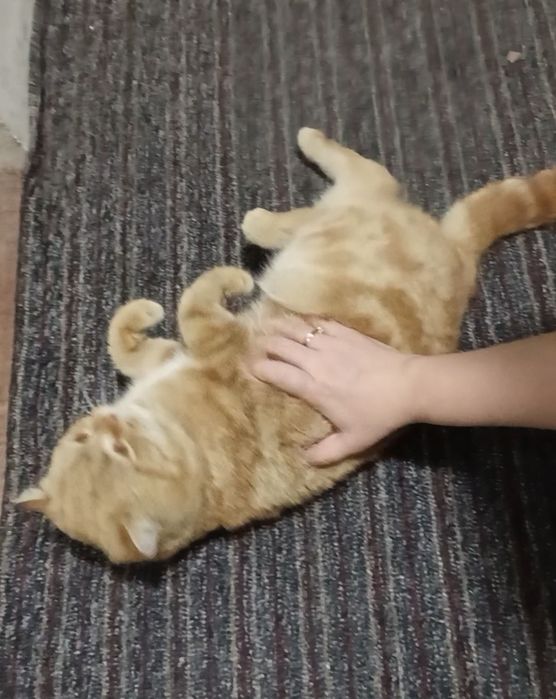 Skotish strayt shotland