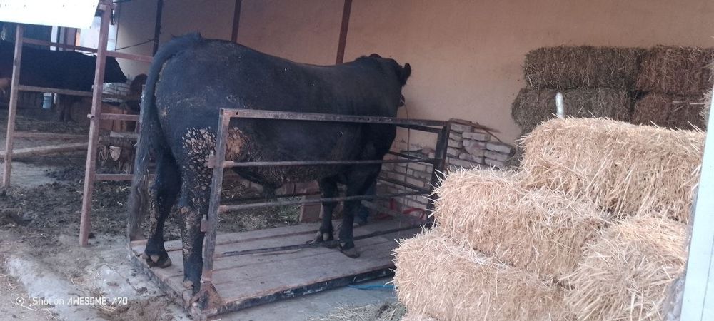 Mol Tarozi , Mol o'lchaymiz , Tarozi 2 tonnalik, Elektron tarozi