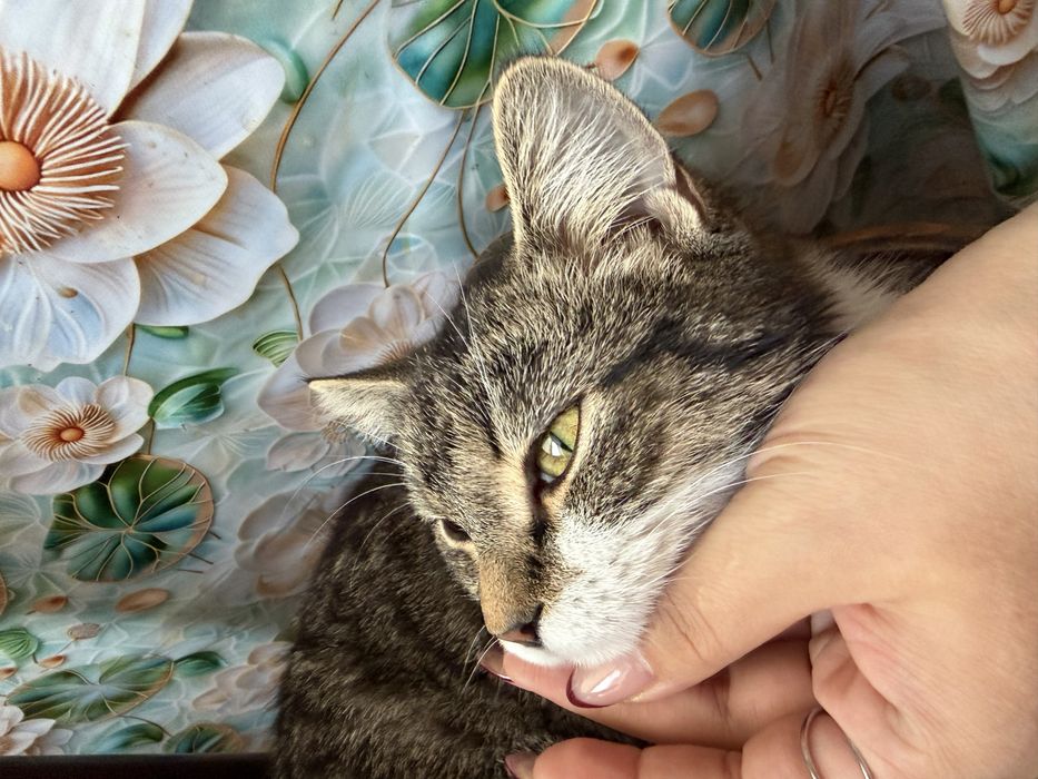 Отдам хорошие руки