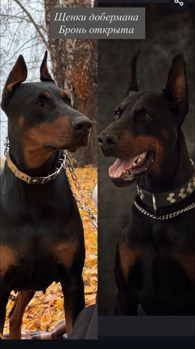 Щенки добермана коричневые и черные