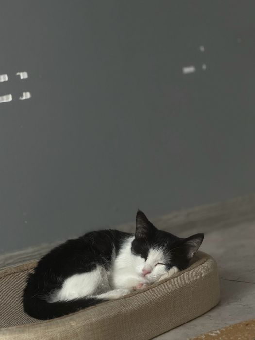 Котенок 2 месяца