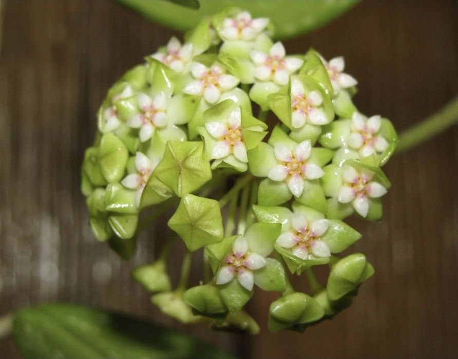 Хоя epc211  молодые растения