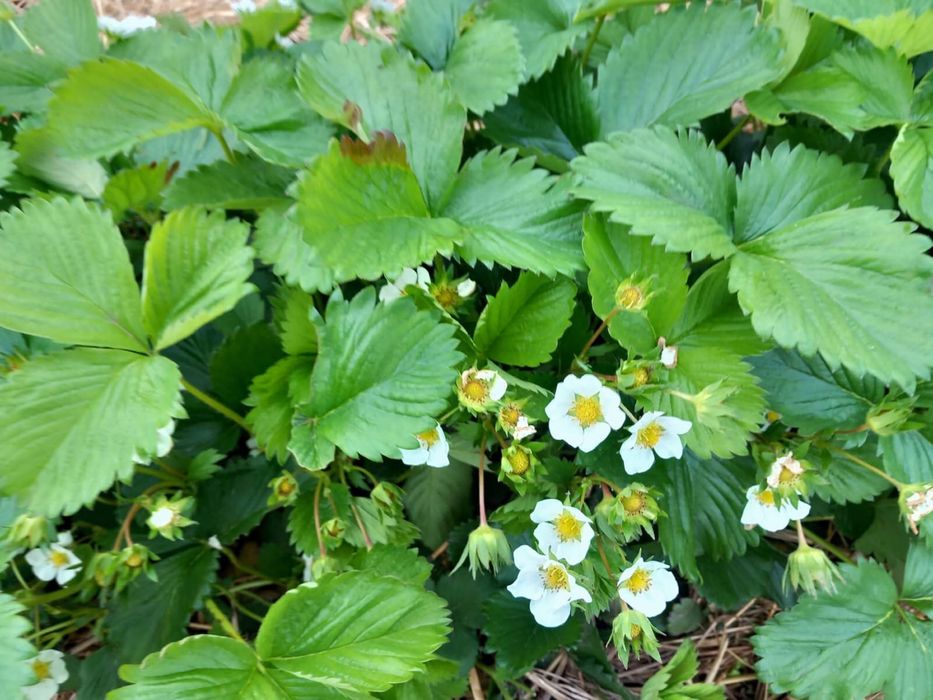 Stoloni capsuni romanesti univers, soi Regina