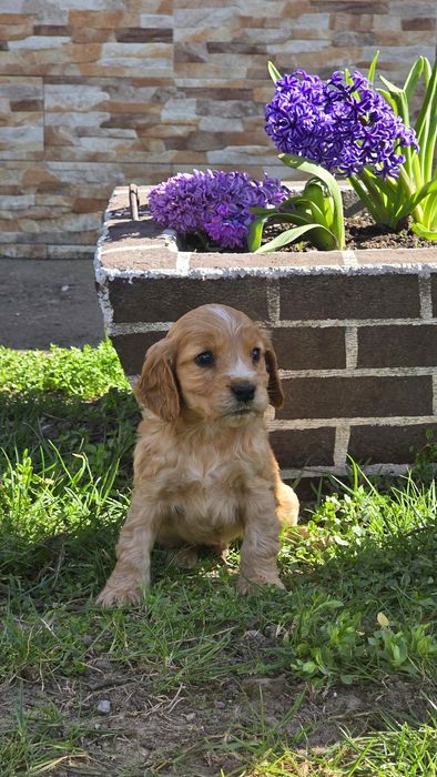 Catel Cocker Spaniel Maro