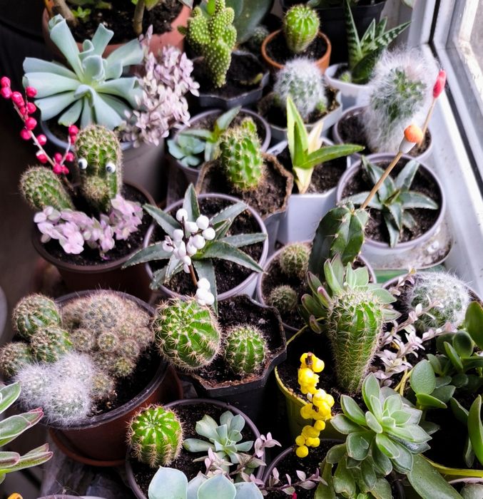 Суккуленты  хороший подарок  недорого