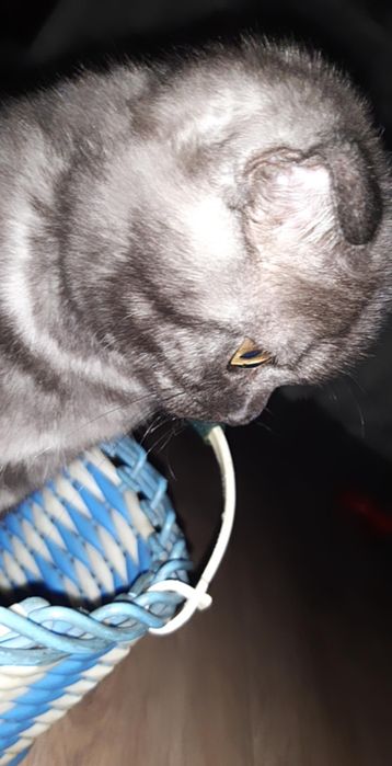 Вязка Шотландский вислаухий