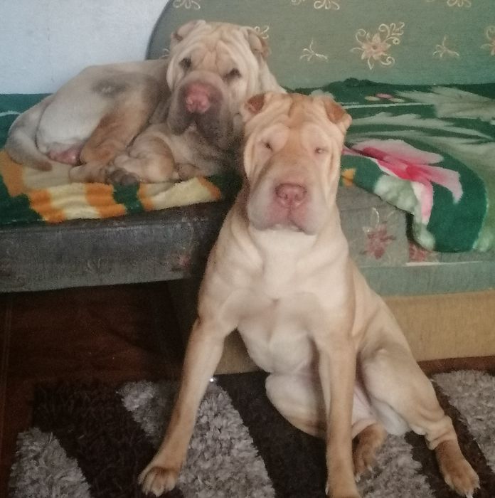 Щенки шарпея бронь