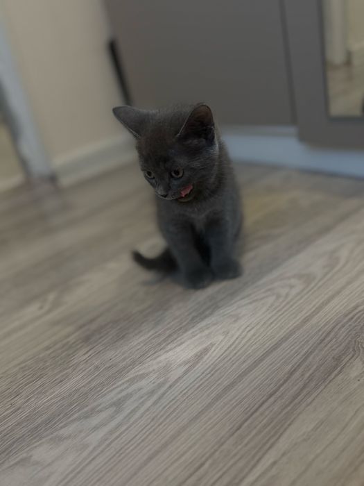 Отдам котенка, девочка 2 месяца