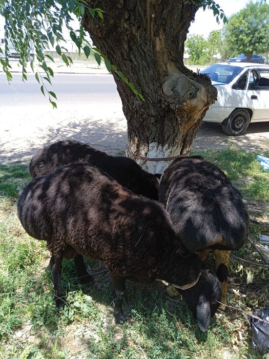 60 50 40 kilo gosh beradi uyda boqilgan oladganla bosa kelishamiz