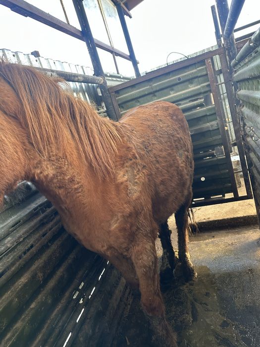 Жылкы сатылады семыз