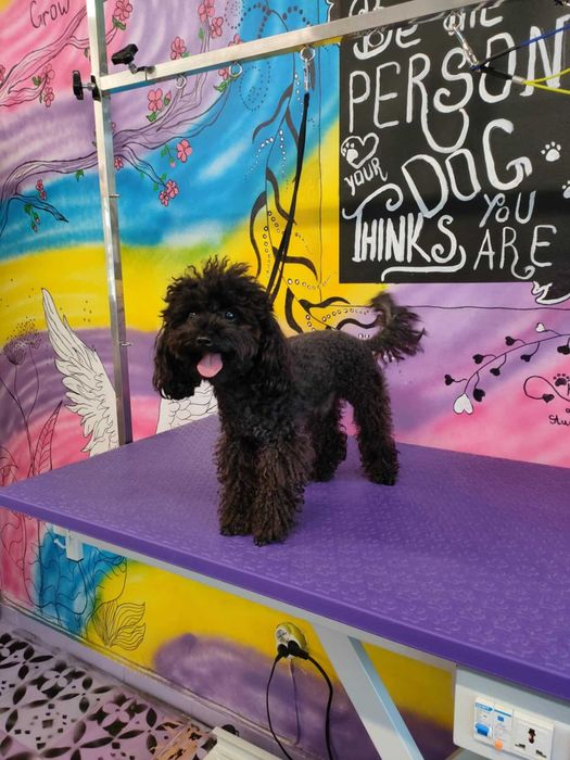 Груминг и разходки за домашни любимци