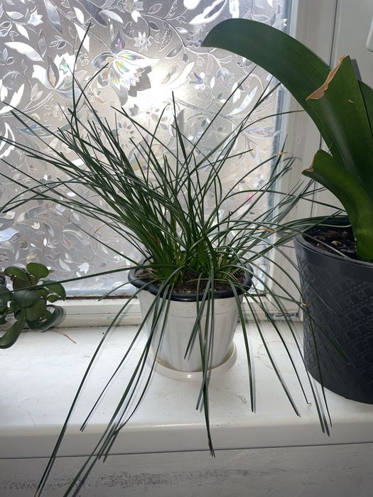 Комнатные цветы в горшках