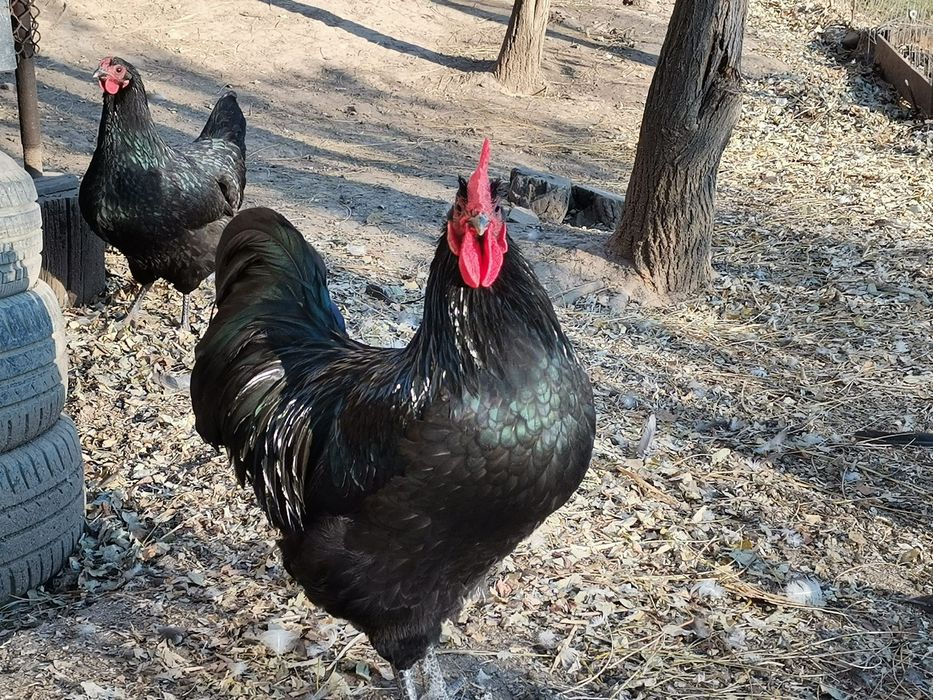 Ouă australop incubat