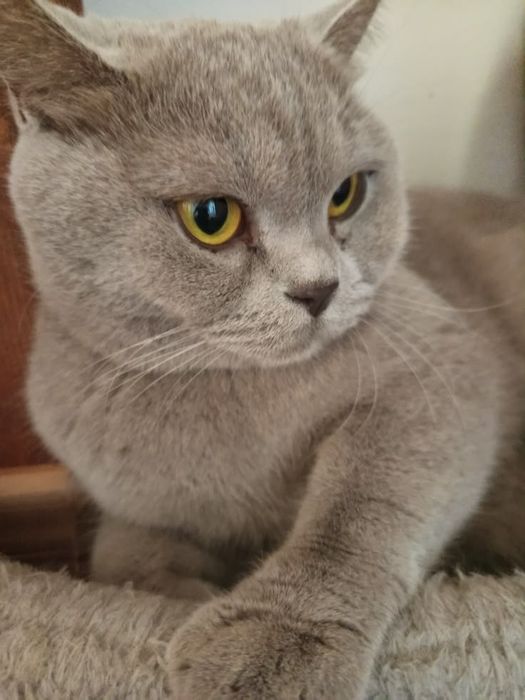 Британские котики мальчик и девочка!