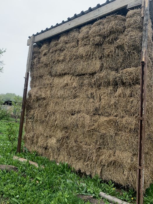 Люцерна жонышка